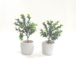 Bohemian Style SET of Small Boxwood Planters